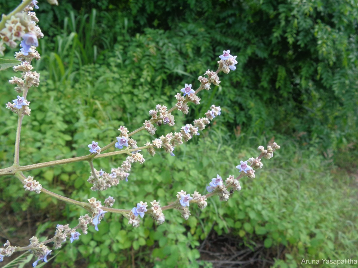 Vitex altissima L.f.